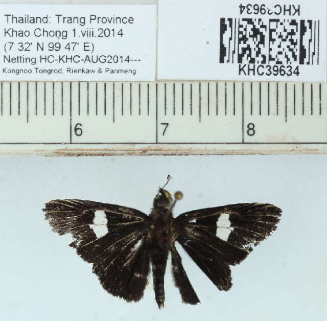Image of Oerane microthyrus Mabille 1883