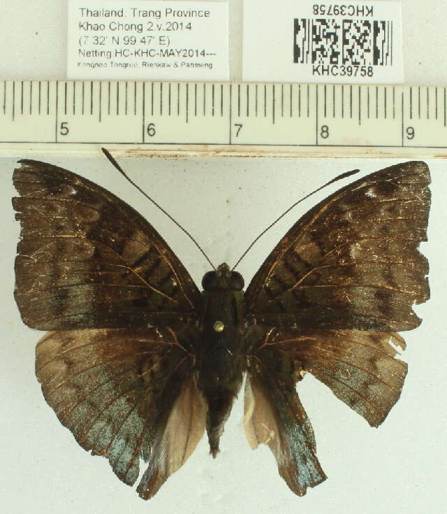 صورة Euthalia monina Fabricius 1787