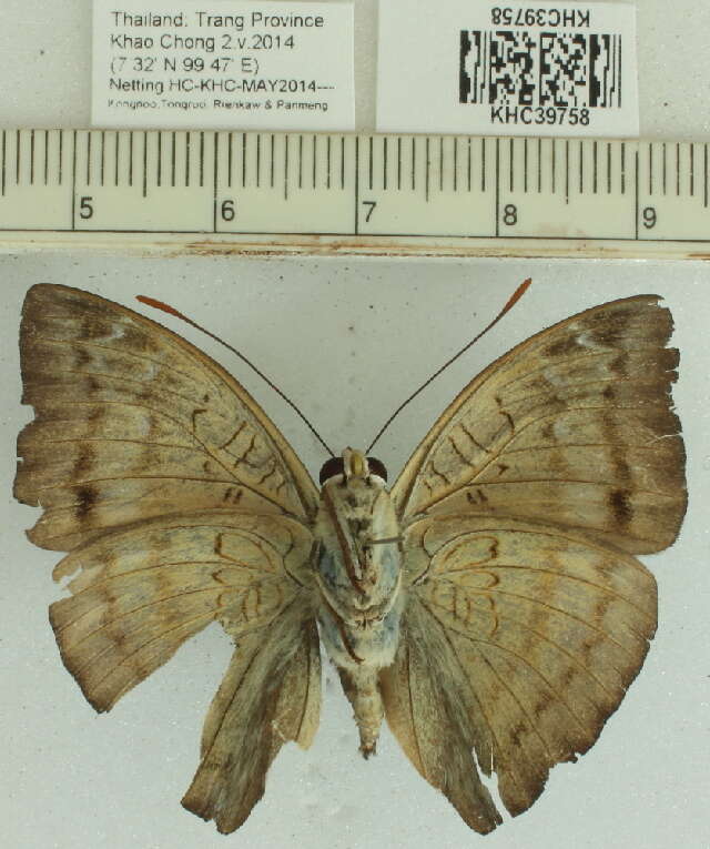 صورة Euthalia monina Fabricius 1787