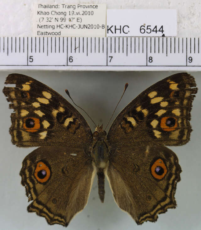 Imagem de Junonia lemonias lemonias