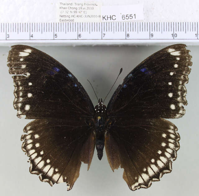 Image de <i>Hypolimnas bolina jacintha</i>