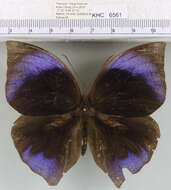 Слика од Zeuxidia amethysta amethysta