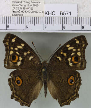 Imagem de Junonia lemonias lemonias