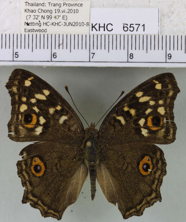 Imagem de Junonia lemonias lemonias