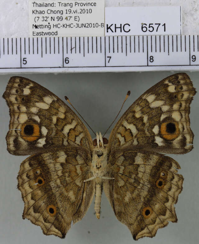 Imagem de Junonia lemonias lemonias