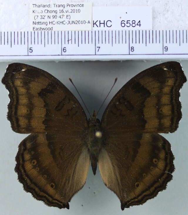 Image of chocolate pansy