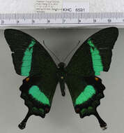 Image of <i>Papilio <i>palinurus</i></i> palinurus