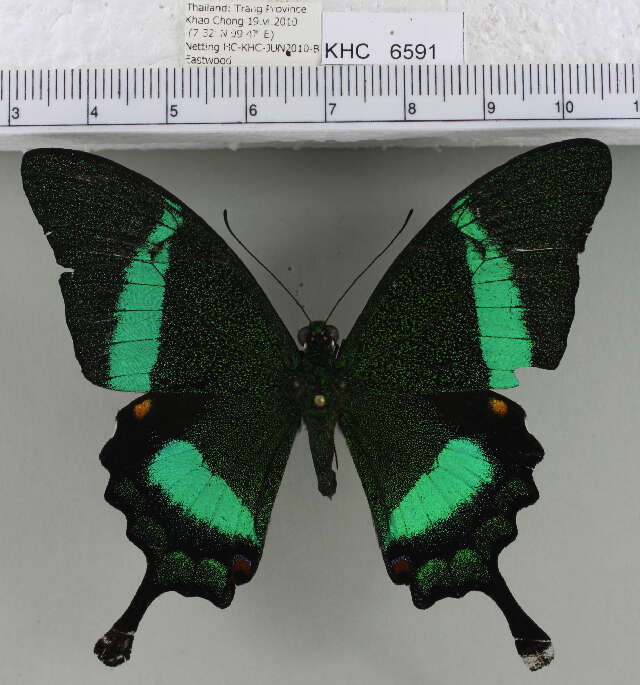 Imagem de <i>Papilio <i>palinurus</i></i> palinurus