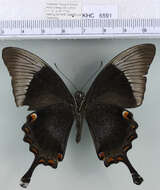 Image of <i>Papilio <i>palinurus</i></i> palinurus