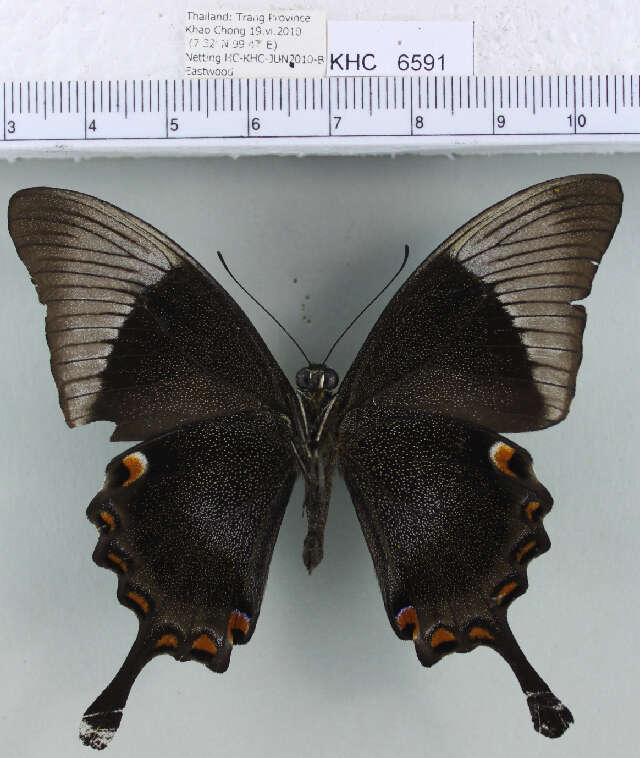 Imagem de <i>Papilio <i>palinurus</i></i> palinurus