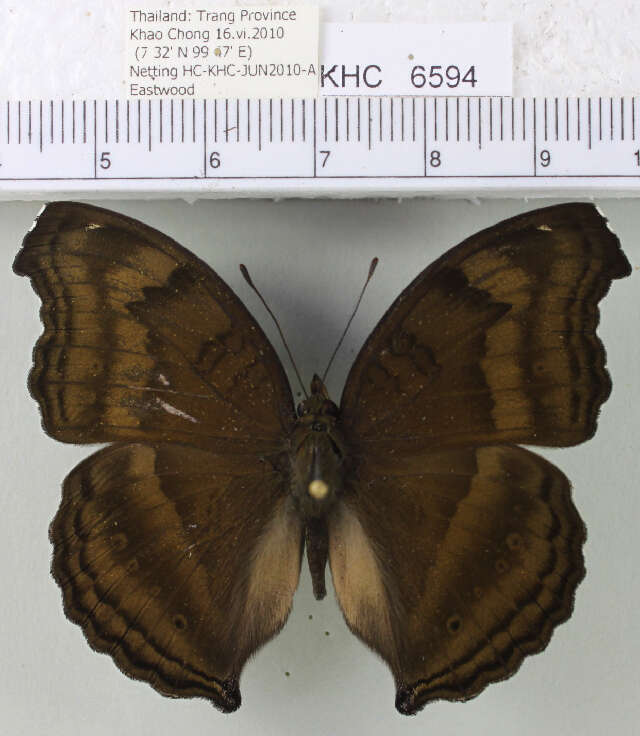 Image of chocolate pansy