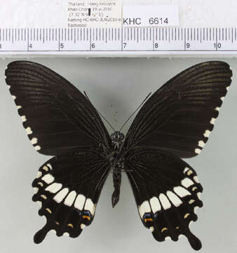 Image of Papilio polytes Linnaeus 1758