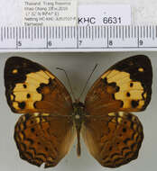 Image of Cupha erymanthis erymanthis