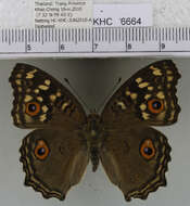 Imagem de Junonia lemonias lemonias