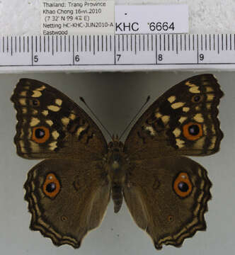 Image of Junonia lemonias lemonias