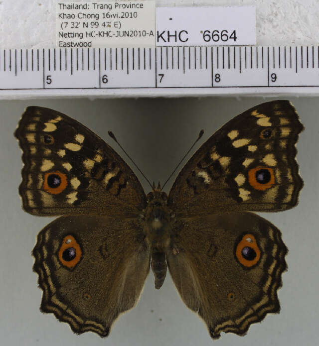 Imagem de Junonia lemonias lemonias