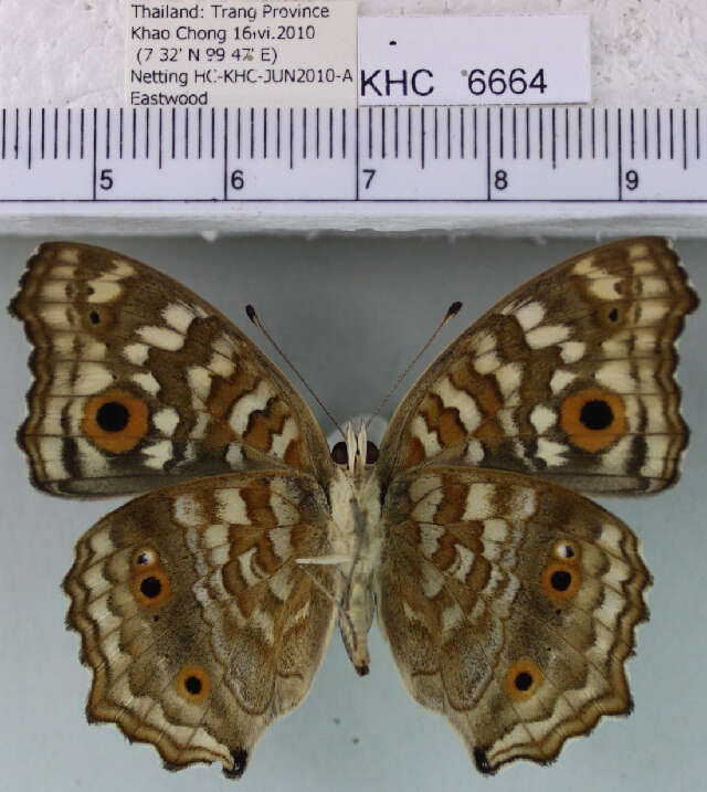 Imagem de Junonia lemonias lemonias