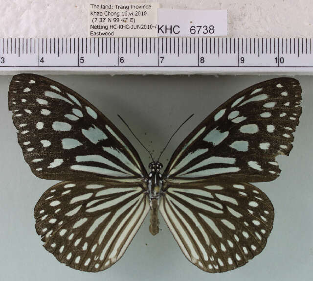 <i>Ideopsis vulgaris macrina</i>的圖片