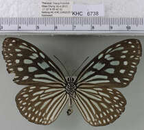 <i>Ideopsis vulgaris macrina</i>的圖片