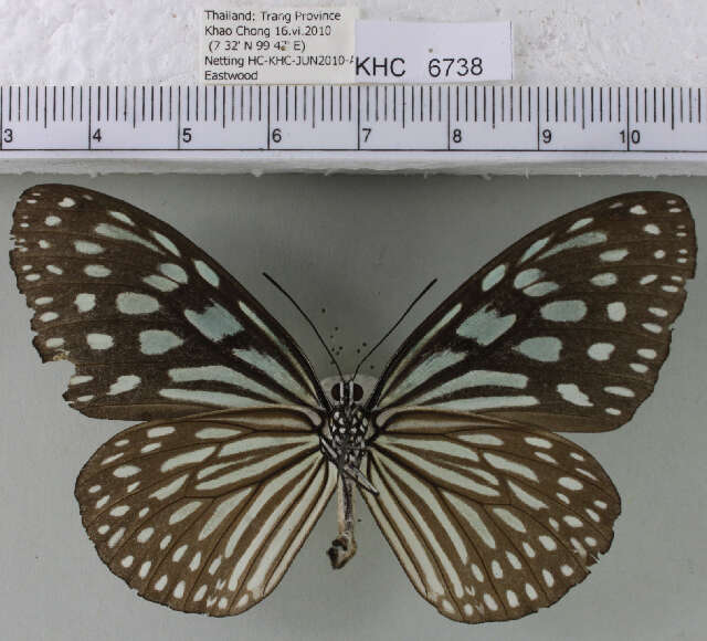 <i>Ideopsis vulgaris macrina</i>的圖片