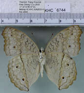 Plancia ëd Junonia atlites Linnaeus 1763