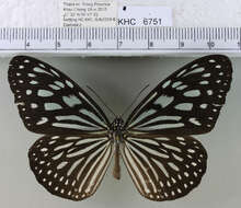 <i>Ideopsis vulgaris macrina</i>的圖片