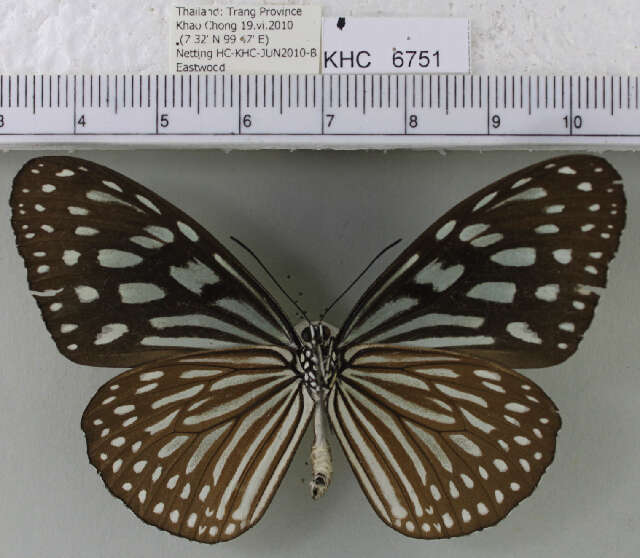 <i>Ideopsis vulgaris macrina</i>的圖片