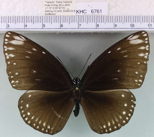 Image of Euploea klugii Moore & Horsfield 1857