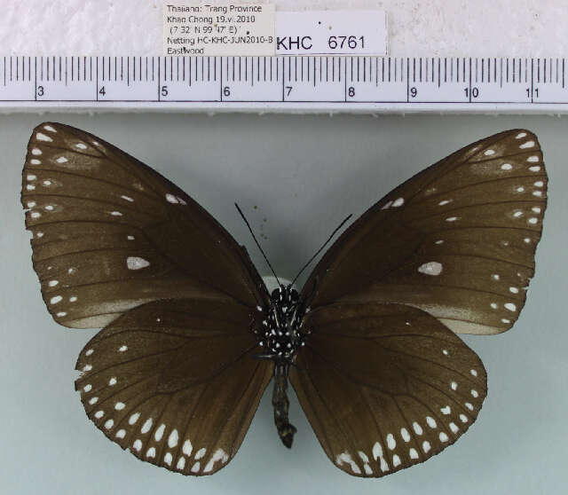 Image of Euploea klugii Moore & Horsfield 1857