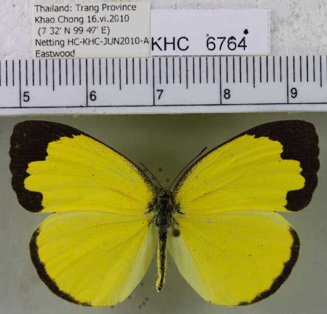 Image of Eurema blanda (Boisduval 1836)