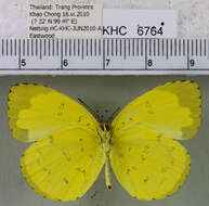 Image of Eurema blanda (Boisduval 1836)