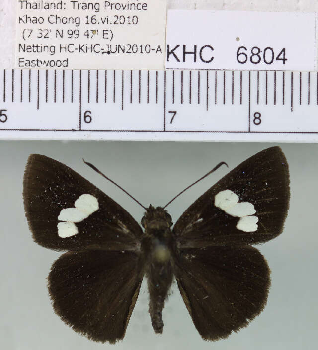 Notocrypta paralysos Wood-Mason & de Nicéville 1881 resmi