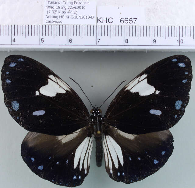 Слика од <i>Euploea radamanthus</i>