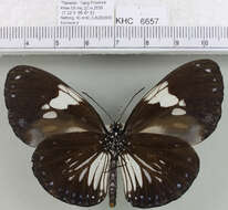 Слика од <i>Euploea radamanthus</i>