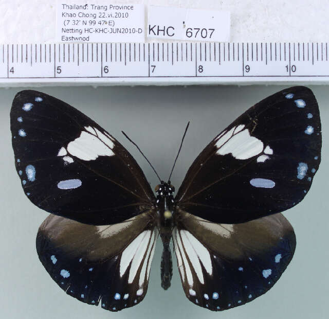 Слика од <i>Euploea radamanthus</i>