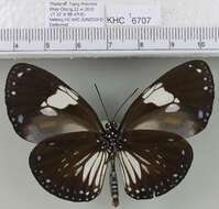 Слика од <i>Euploea radamanthus</i>