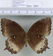 Image of Elymnias panthera Fabricius 1787