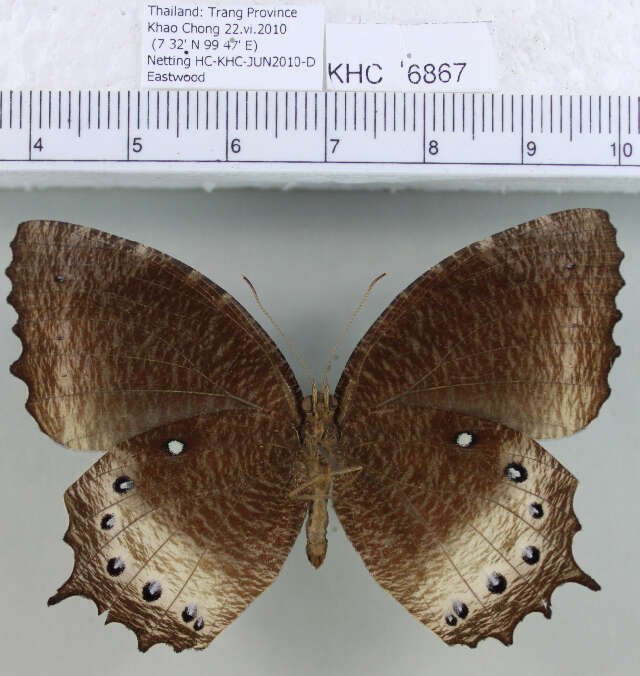 Image of Elymnias panthera Fabricius 1787