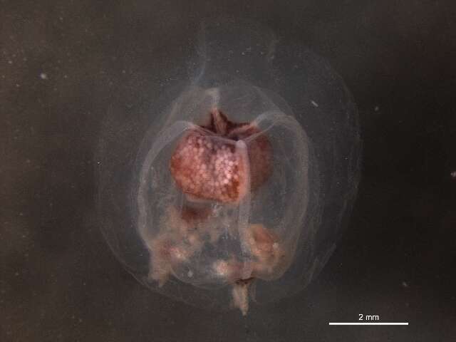 Image of Bougainvillia Mertensii L. Agassiz 1862