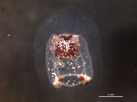 Image of Bougainvillia superciliaris (L. Agassiz 1849)