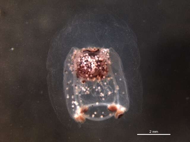 Слика од Bougainvillia superciliaris (L. Agassiz 1849)