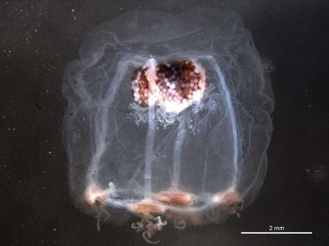 Image of Bougainvillia Mertensii L. Agassiz 1862