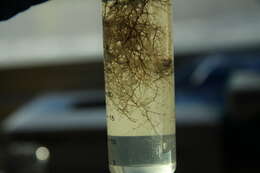 Image of Sea thread hydroid