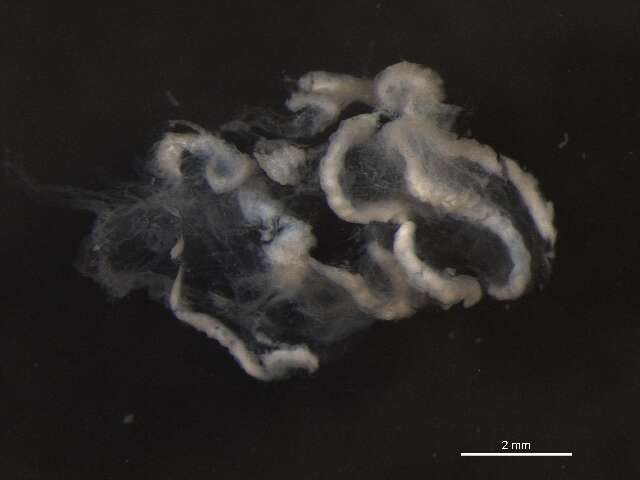 Image of hydrozoans