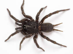 Image of Australian funnelweb spiders