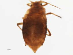 Image of Aphis (Aphis) hypericiphaga Pashtshenko 1993