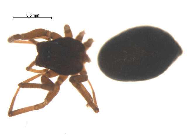 Image of Erigone tirolensis L. Koch 1872