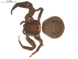 Image of Xysticus nigromaculatus