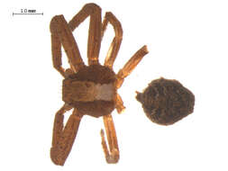 Image of Xysticus triangulosus