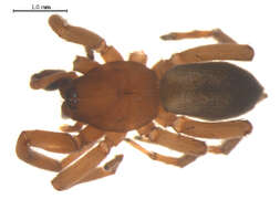 Imagem de Haplodrassus hiemalis (Emerton 1909)